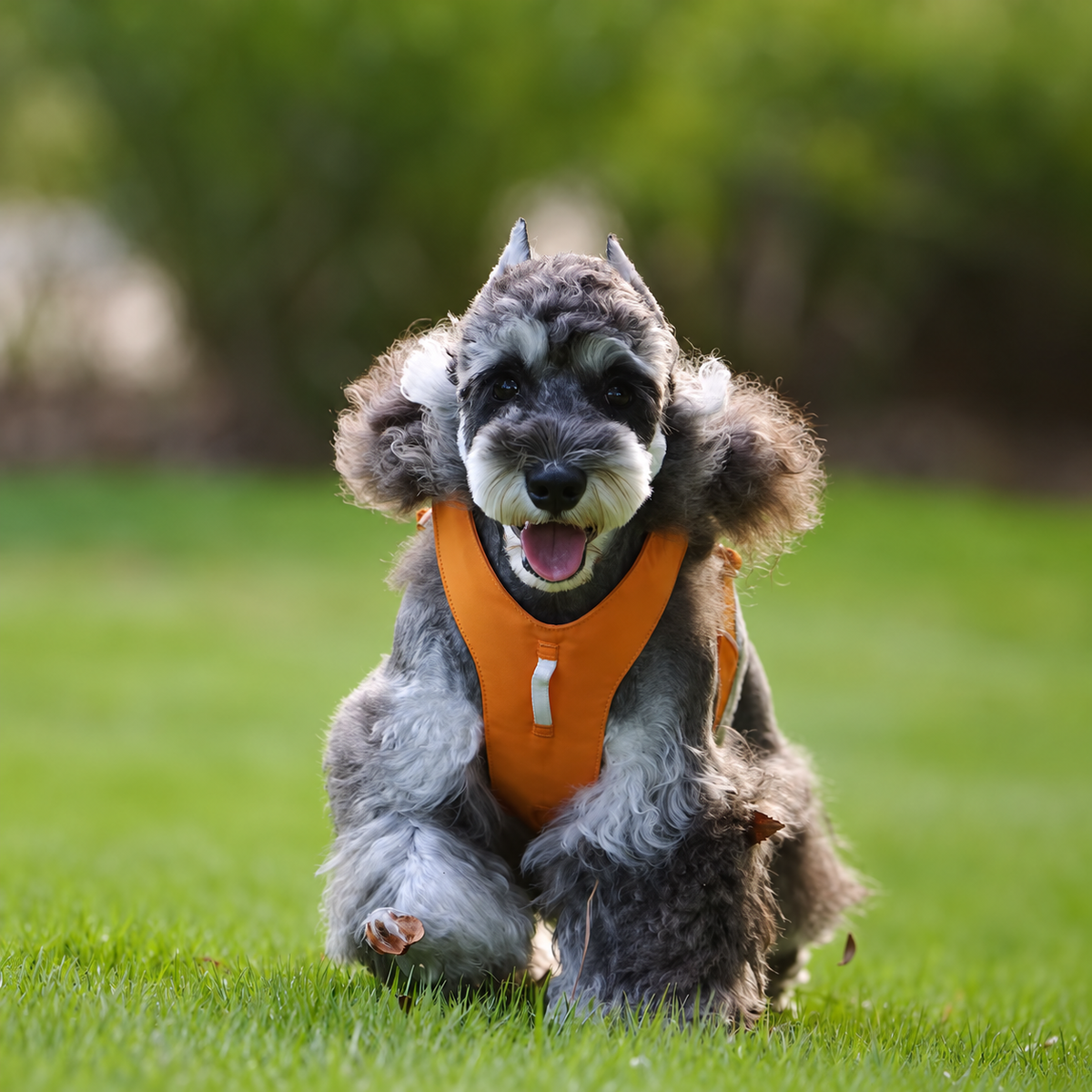Black dog wearing an olive outdoor harness in the mountains
