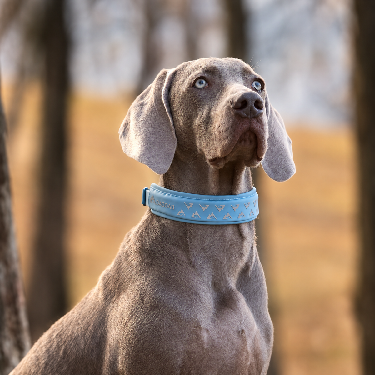 Brown dog wearing an olive technical collar outdoors