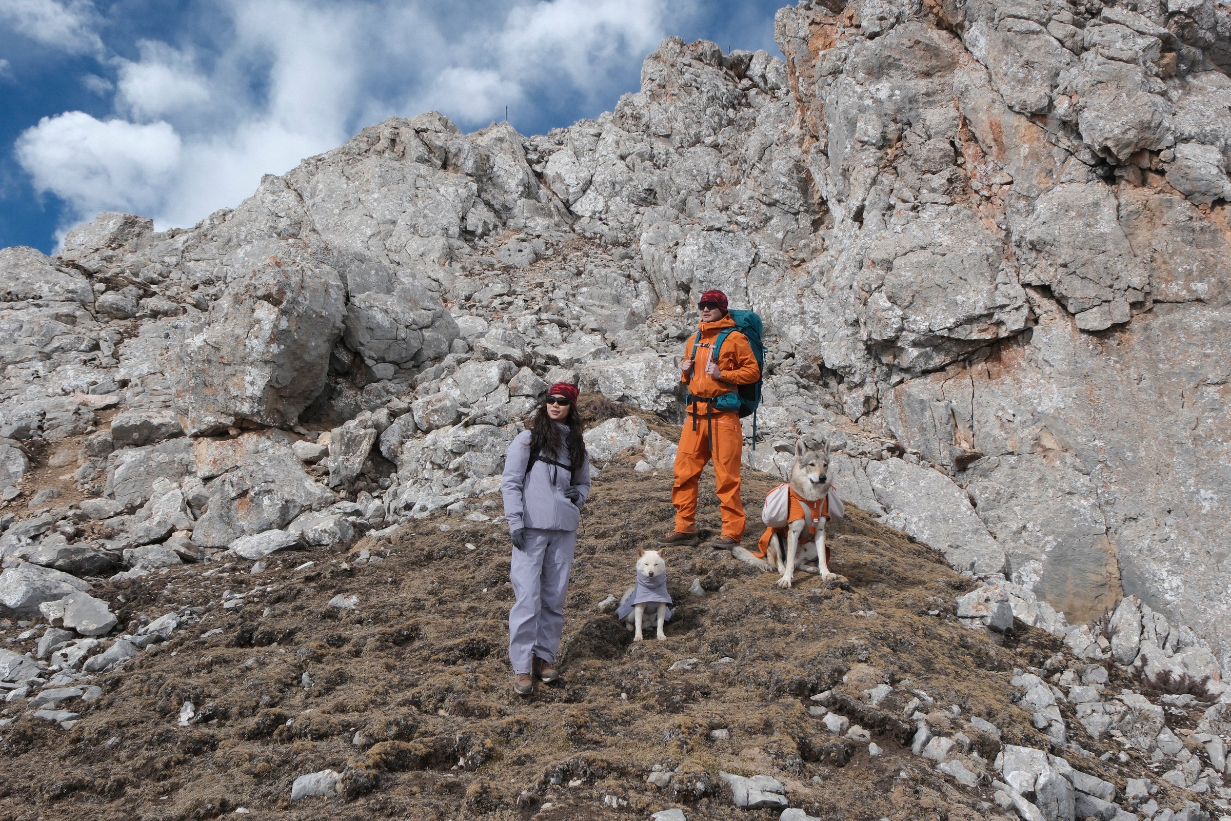 Australian shepherd wearing an olive harness on a mountain ridge