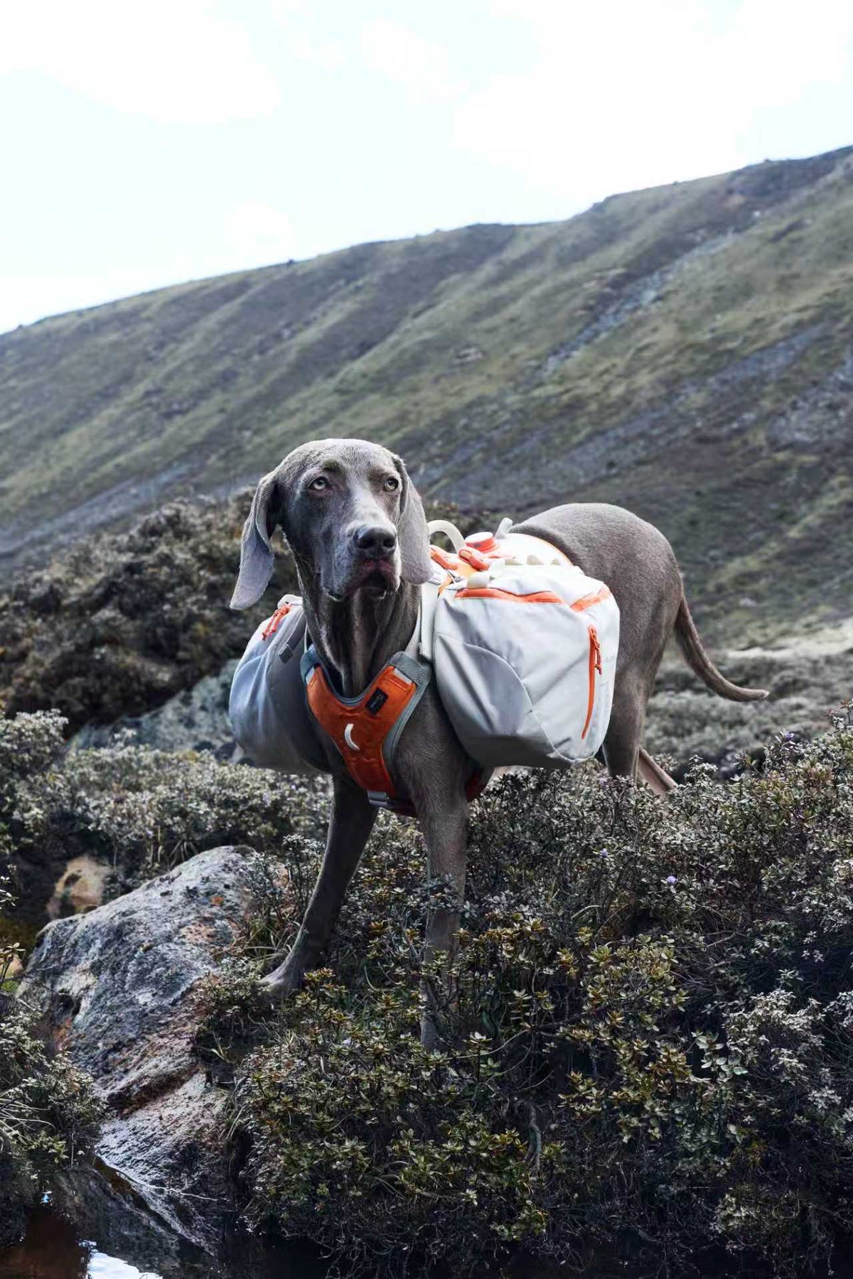 Brown dog wearing an olive technical collar outdoors