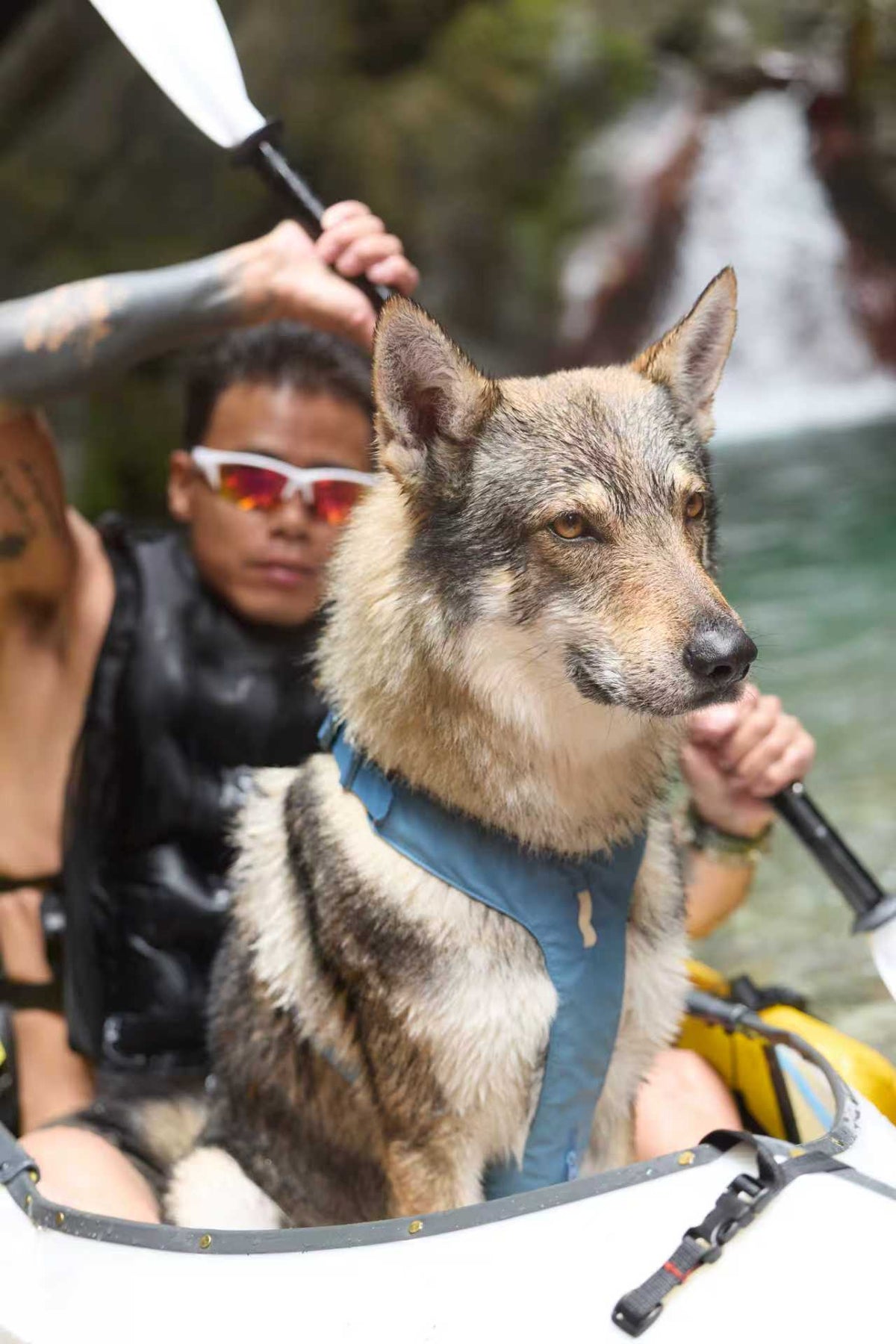 Black dog wearing an olive outdoor harness in the mountains