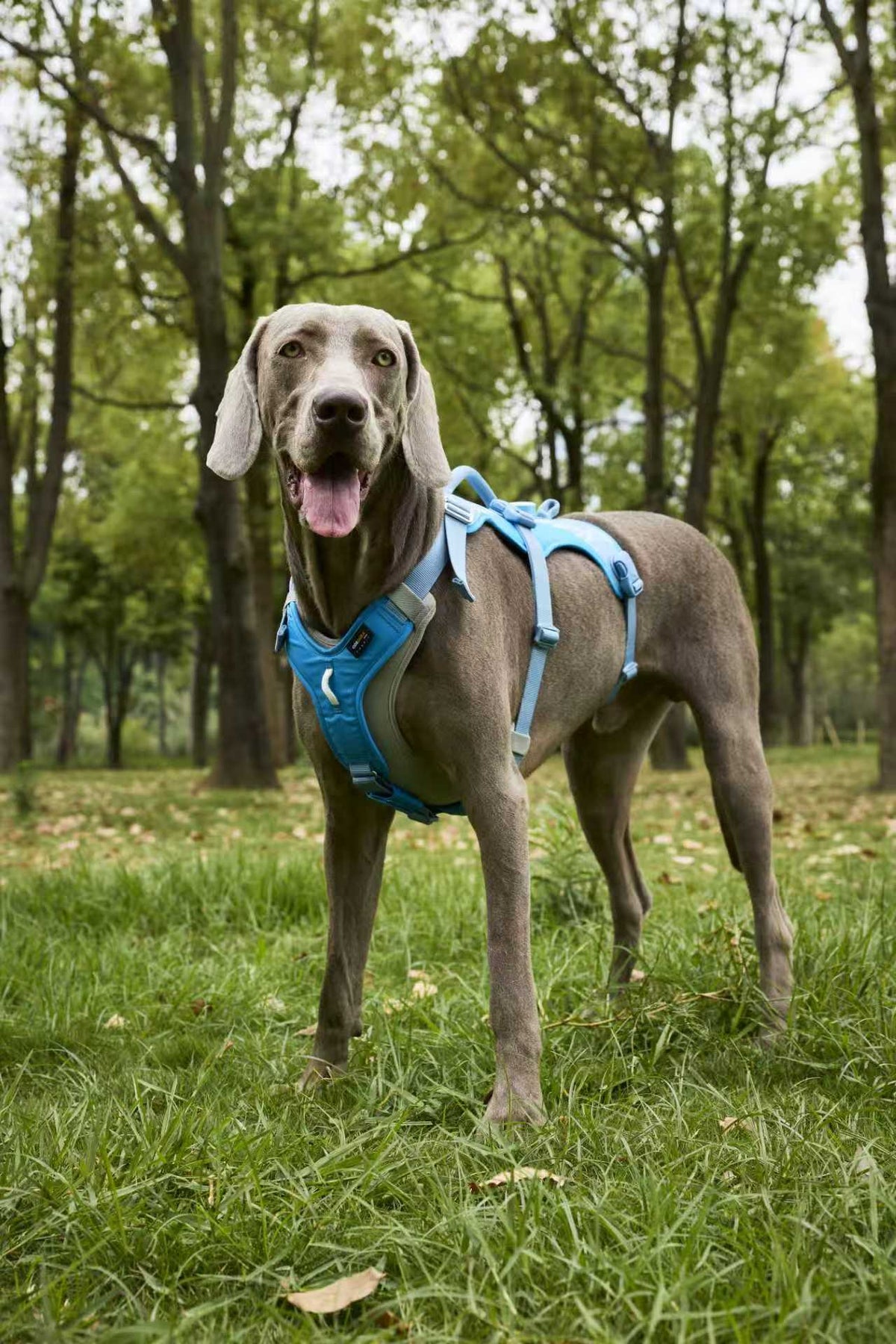 Golden dog wearing a rust outdoor jacket on a mountain ridge
