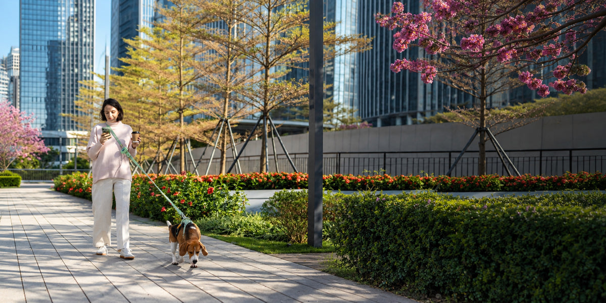 A woman and her beagle enjoying a leafy city walk with WOOFO gear