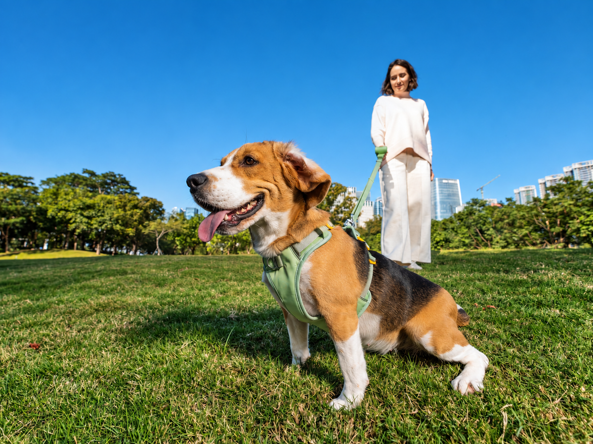 Beagle wearing WOOFO walking gear in a sunny city park with its owner